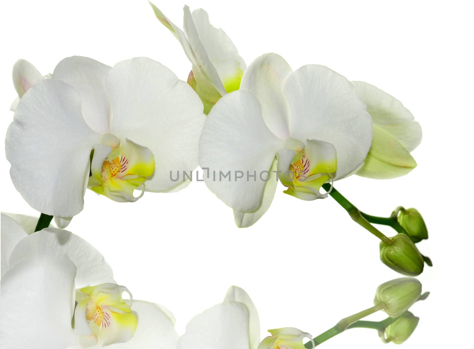 Beautiful white orchid flower on a white  background