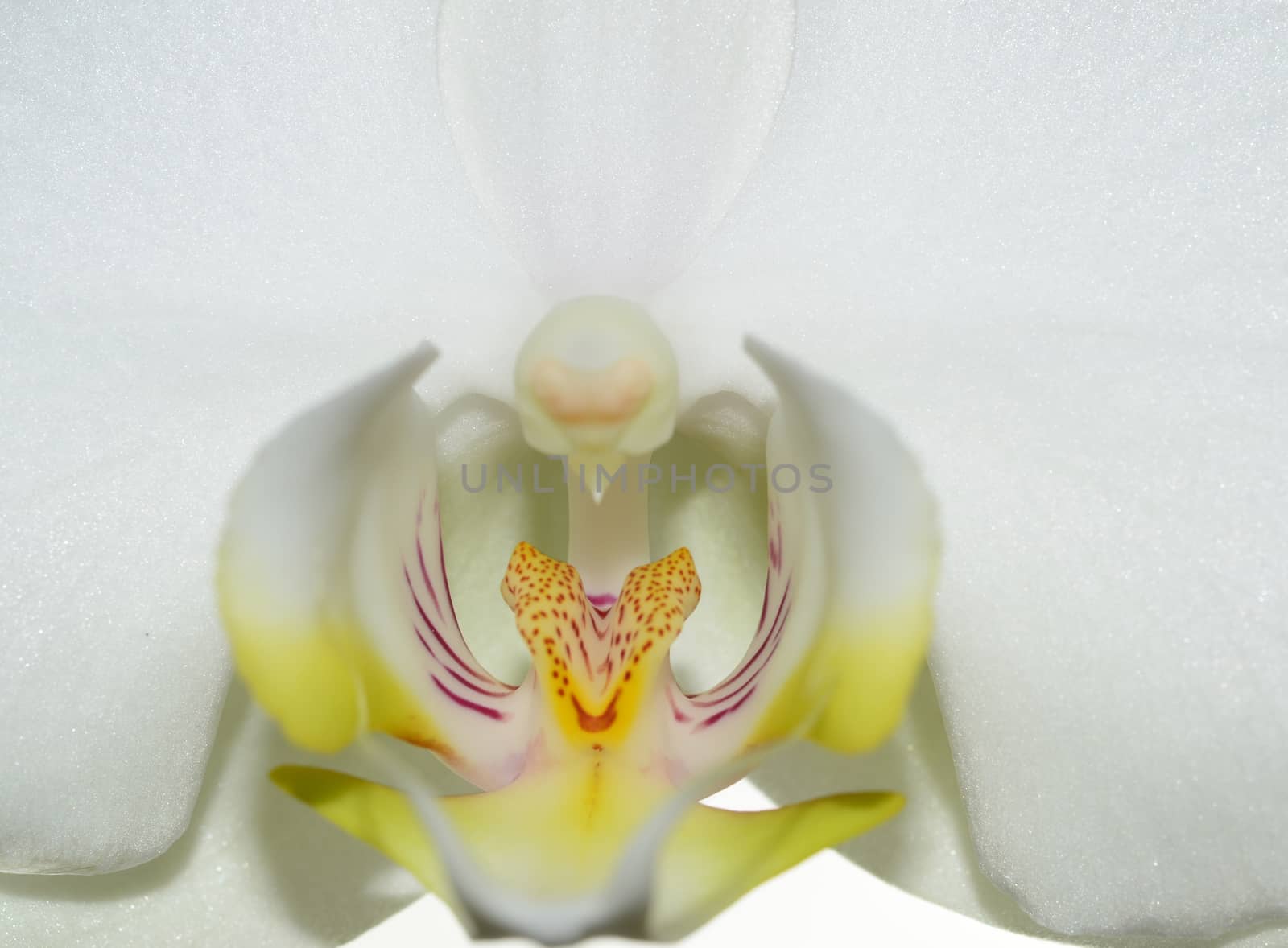 Beautiful white orchid flower close up