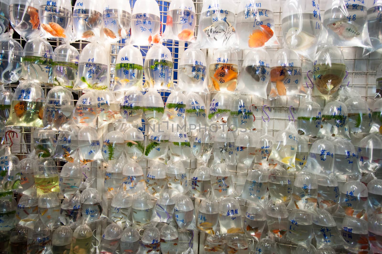 Aquarium fish displayed in plastic bags for sale in the Goldfish market in Mong Kok, Hong Kong.