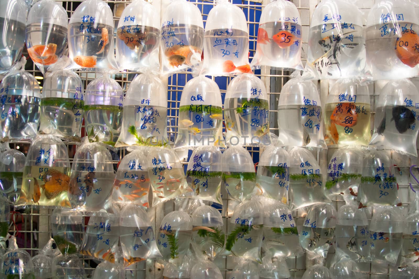 Fish for Sale by kiankhoon