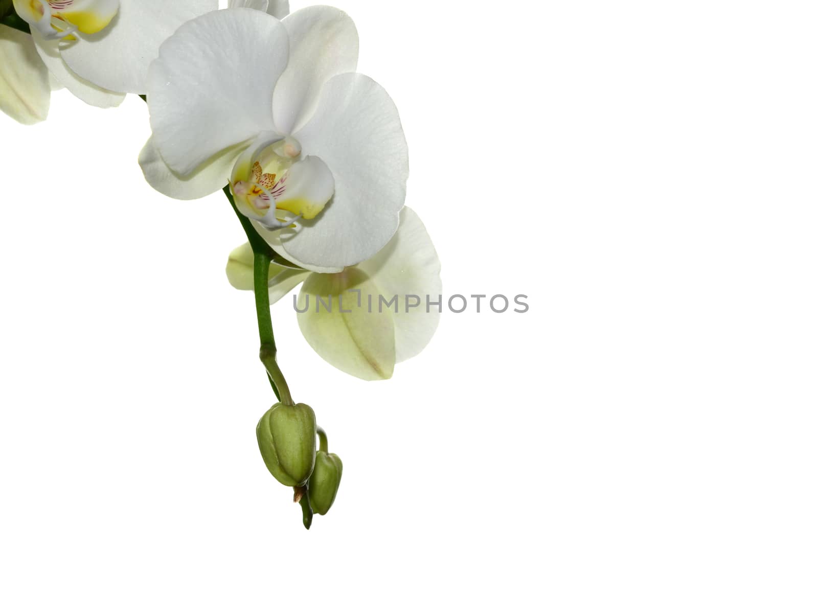 White Orchid flower by stellar