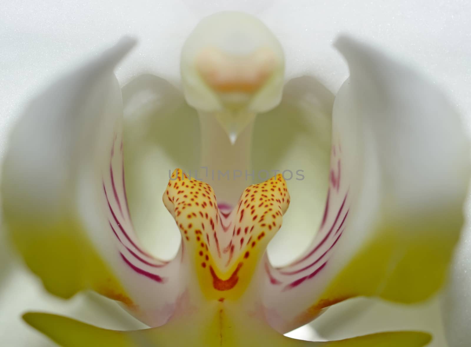 White orchid close up by stellar