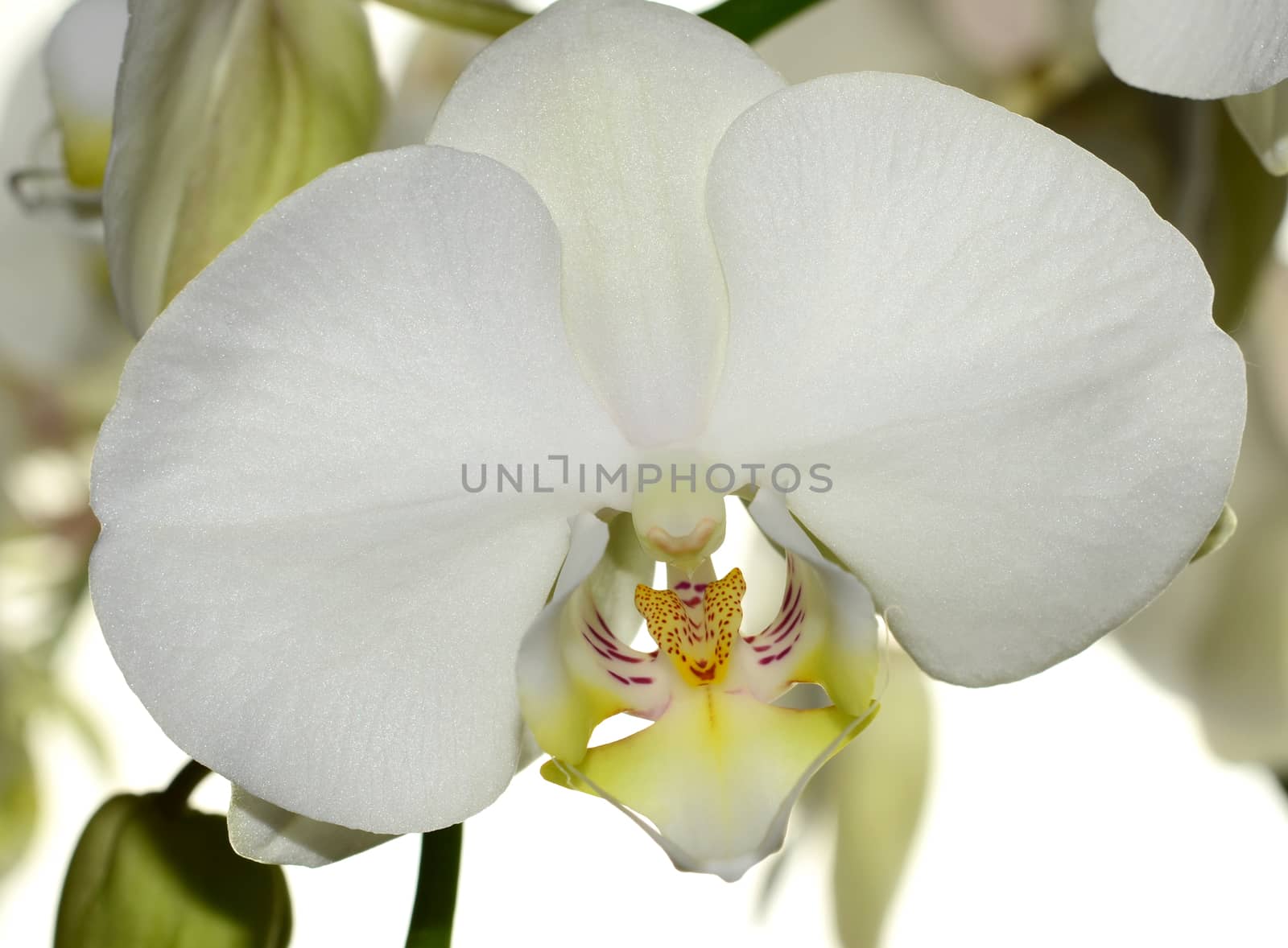 Beautiful white orchid flower on a white  background