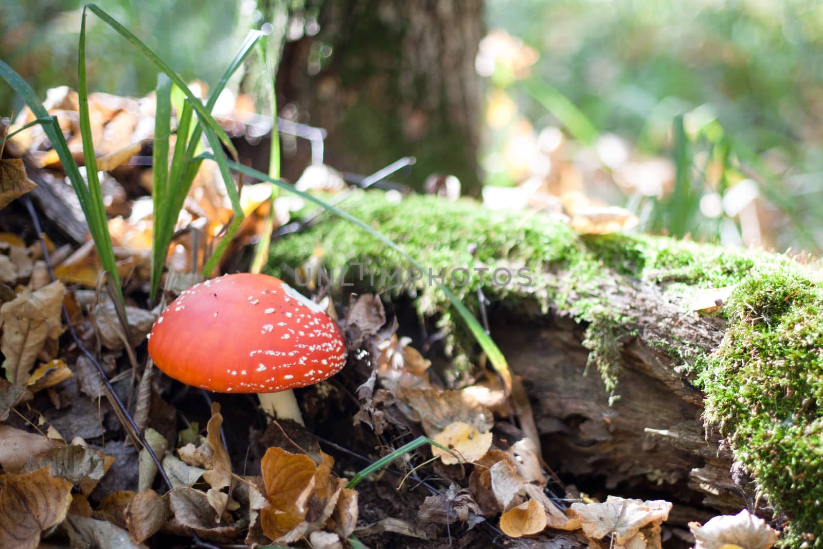 Red fly-agaric near a tree trunk in a autumn forest
