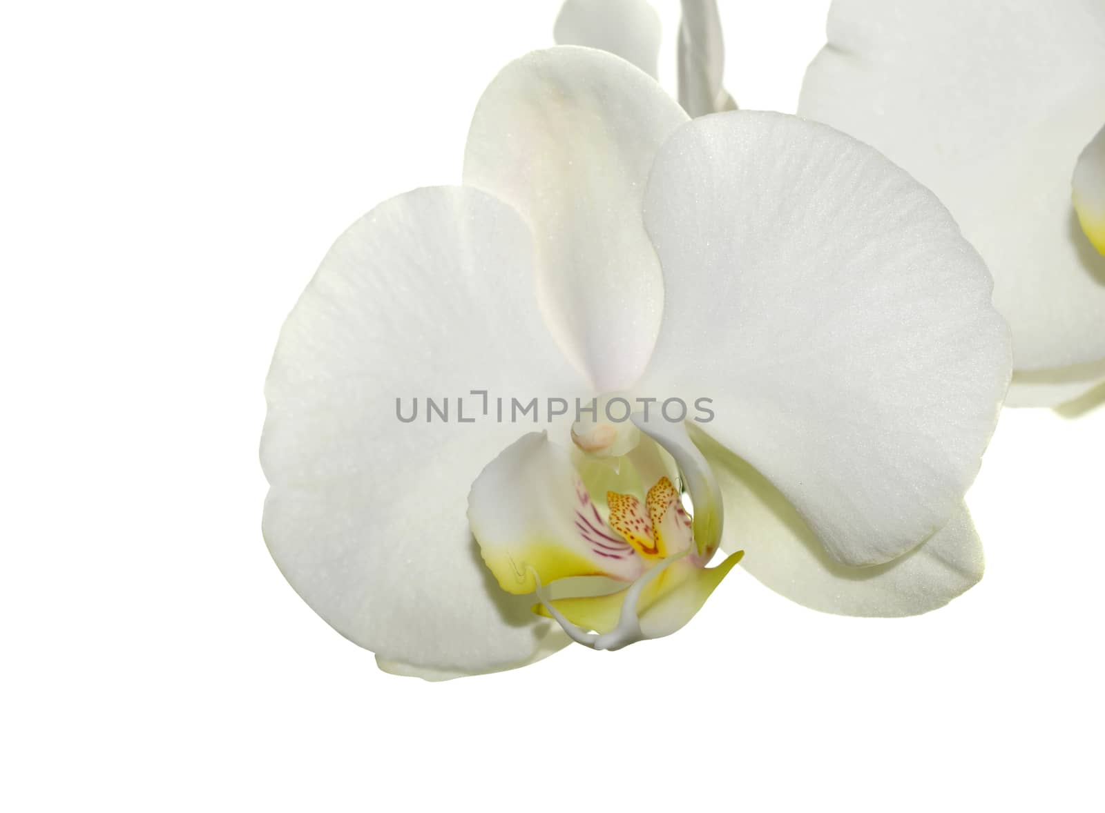 Beautiful white orchid flower on a white  background