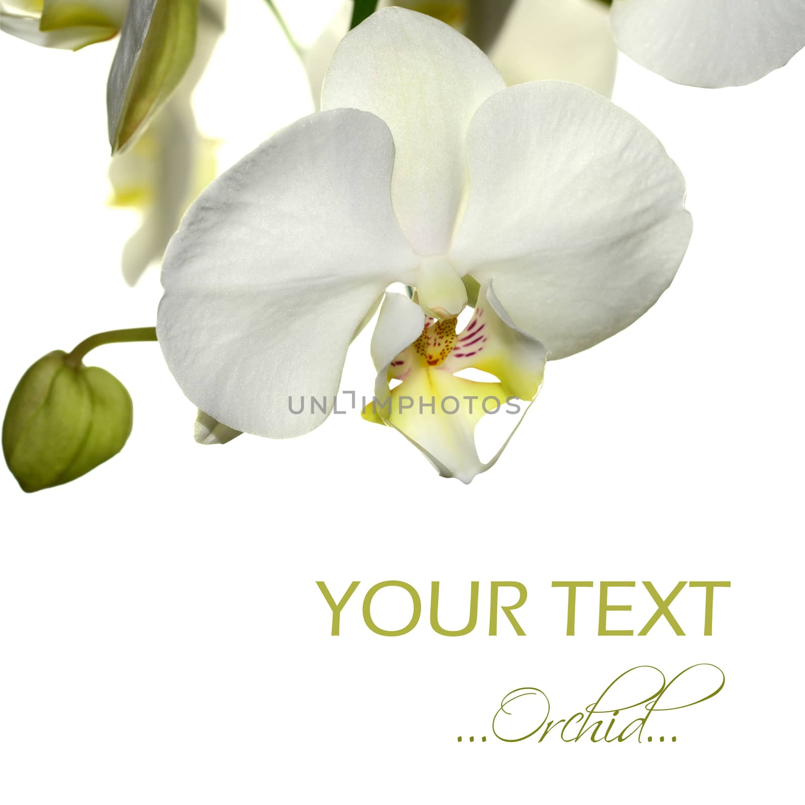 Beautiful orchid flower background with space for your text