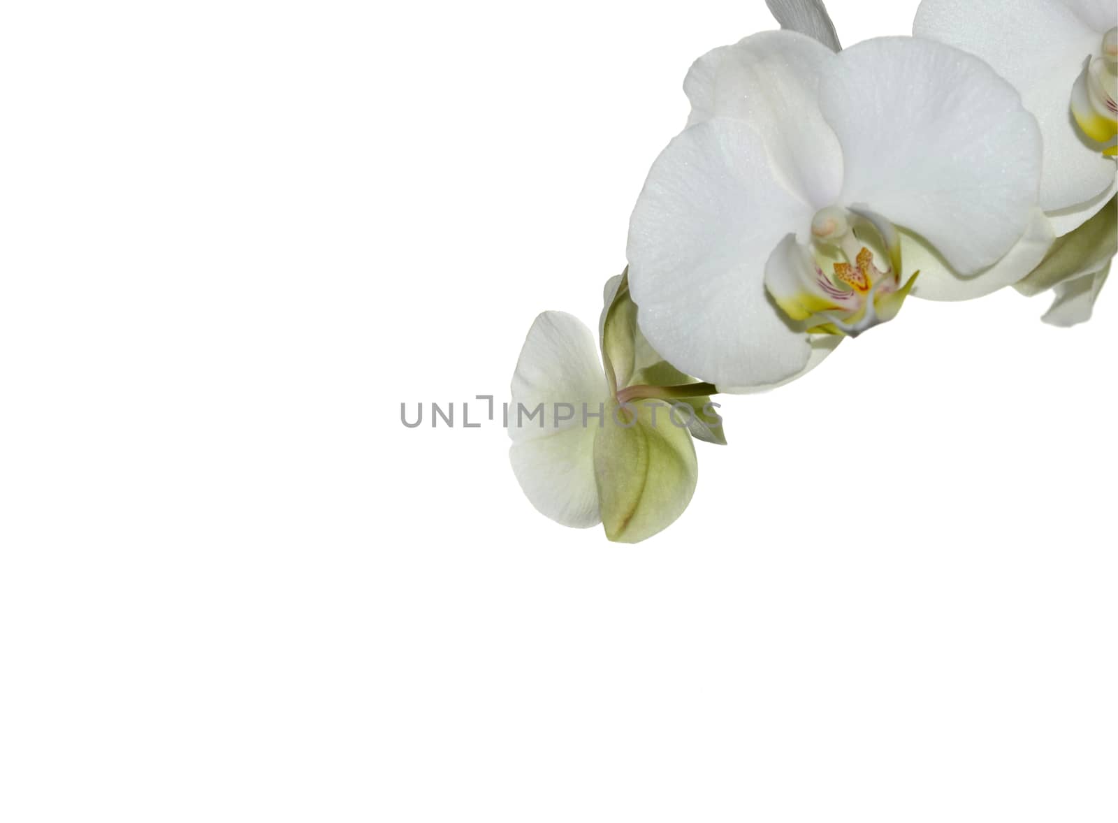 Beautiful white orchid flower on a white  background