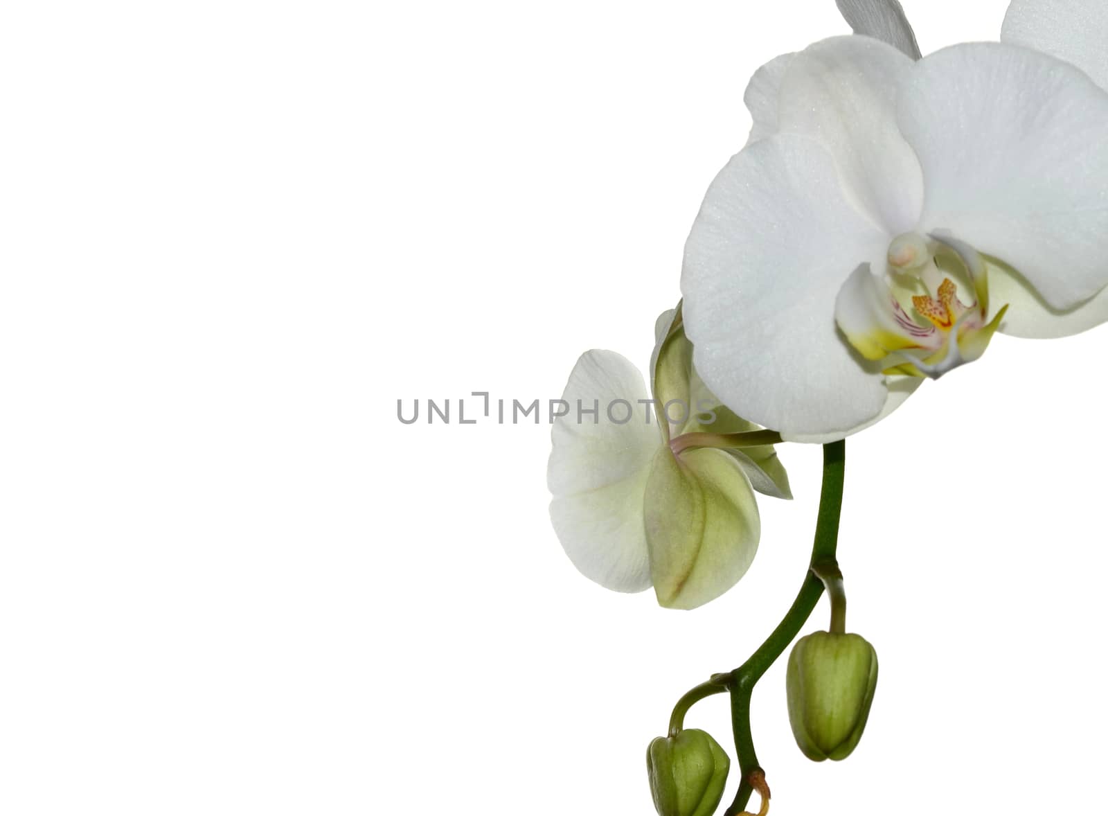 White Orchid flower by stellar