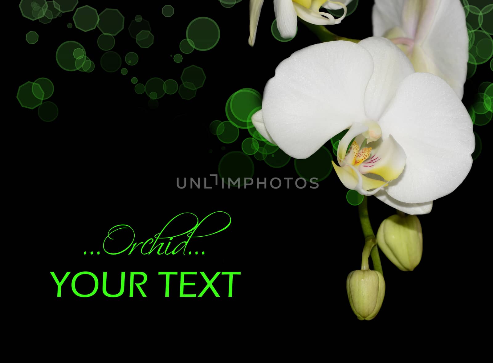 White orchid with coloured bokeh corner by stellar