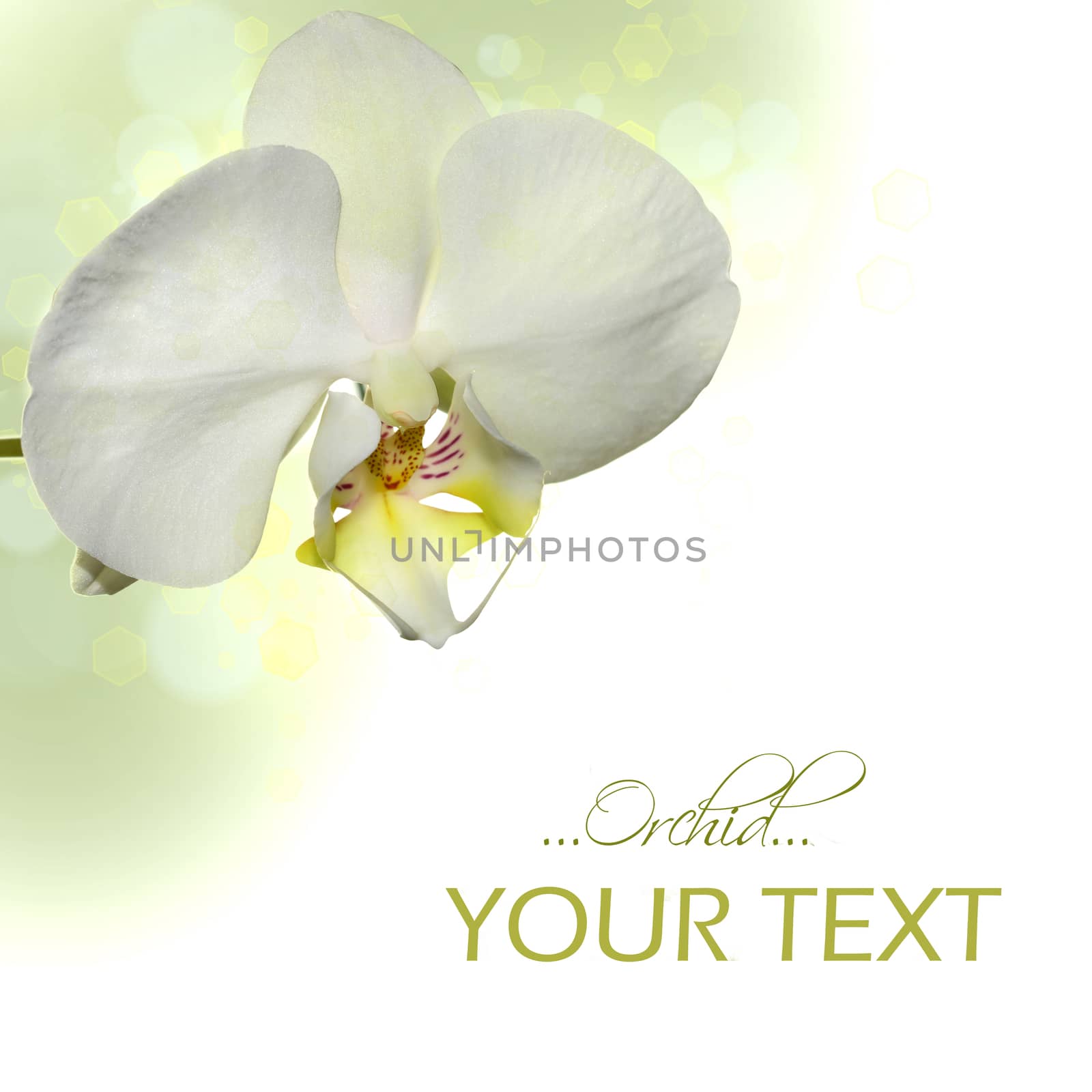 White orchid border by stellar