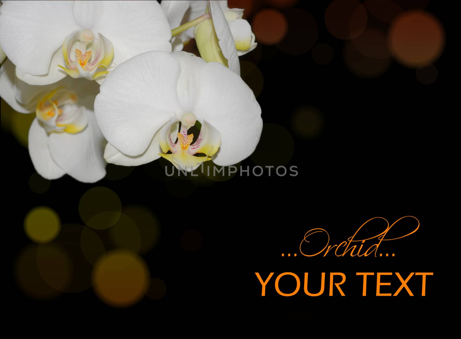 Beautiful white orchid on a black  background with coloured bokeh corner