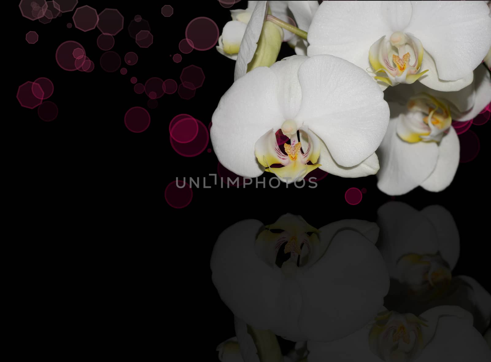 Beautiful white orchid on a black  background with coloured bokeh corner