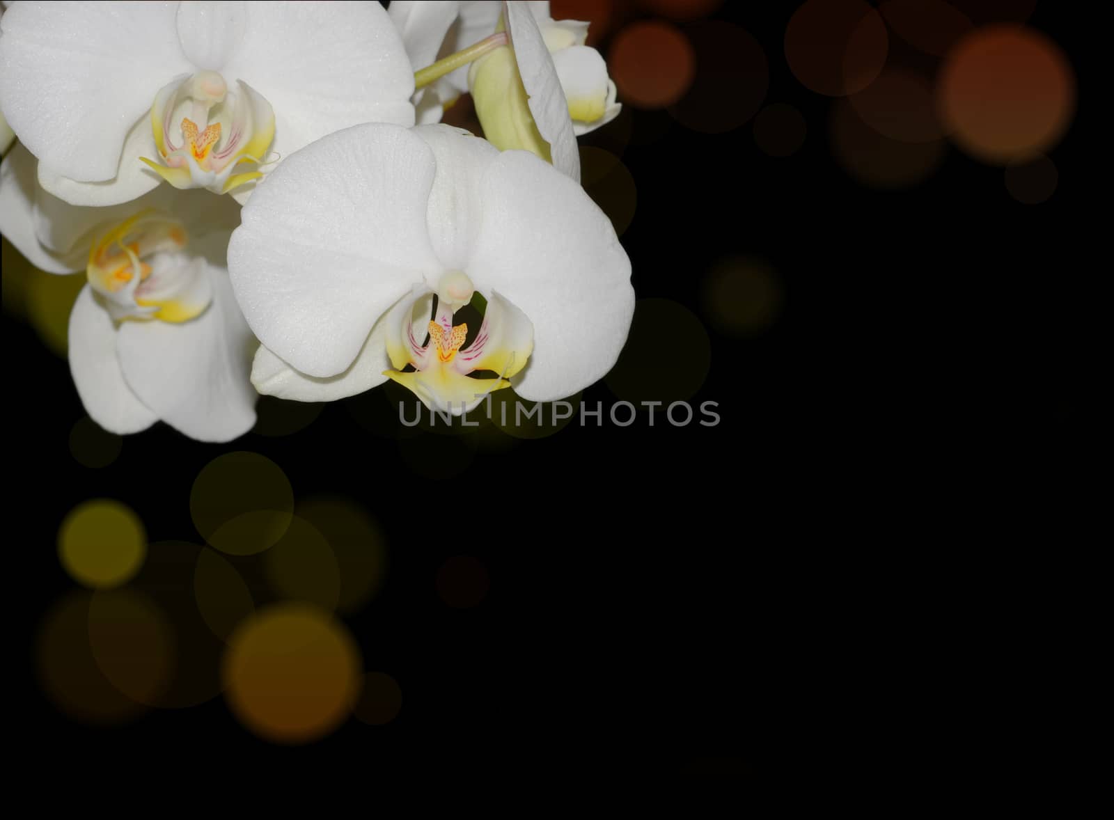 White orchid with coloured bokeh corner by stellar