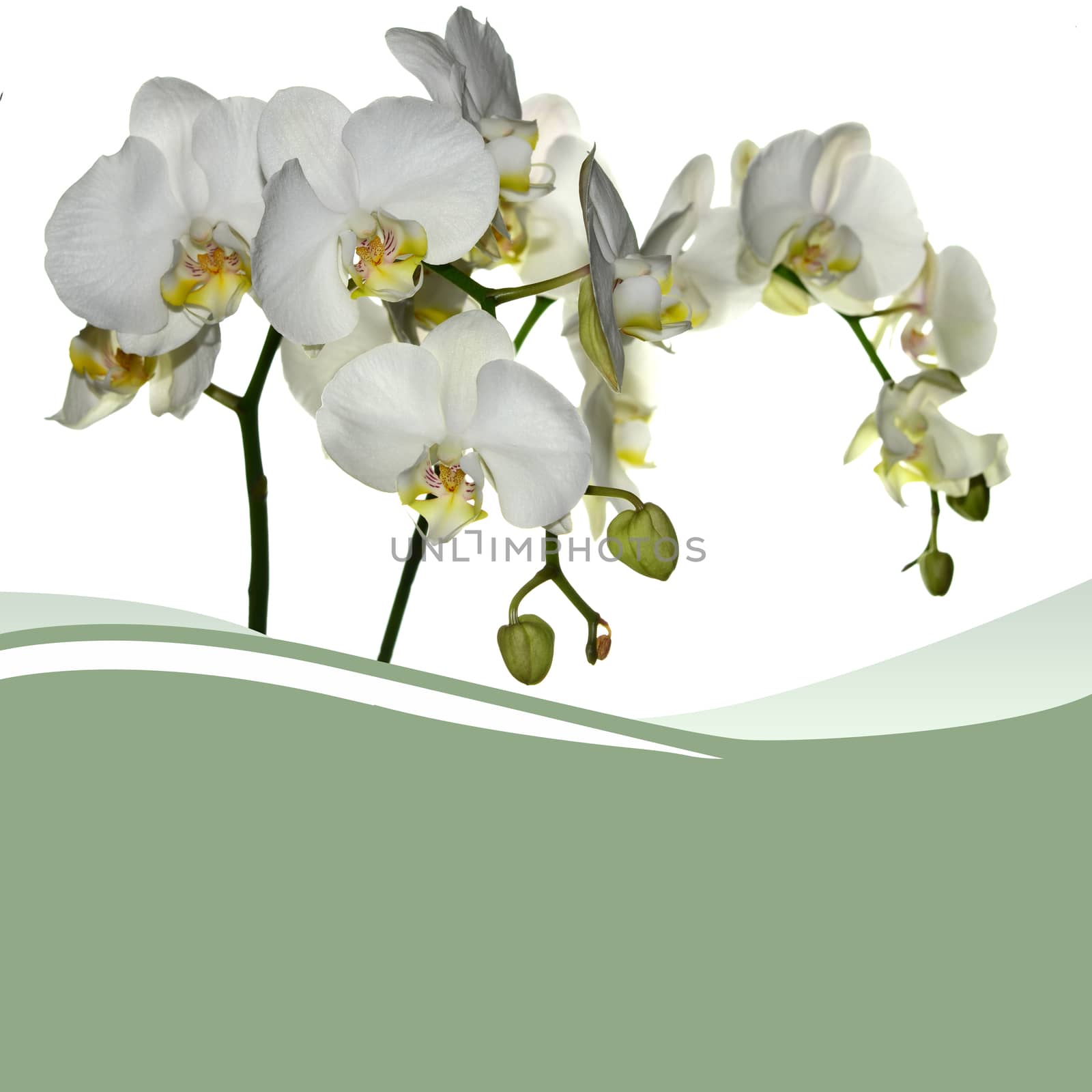 White orchid by stellar