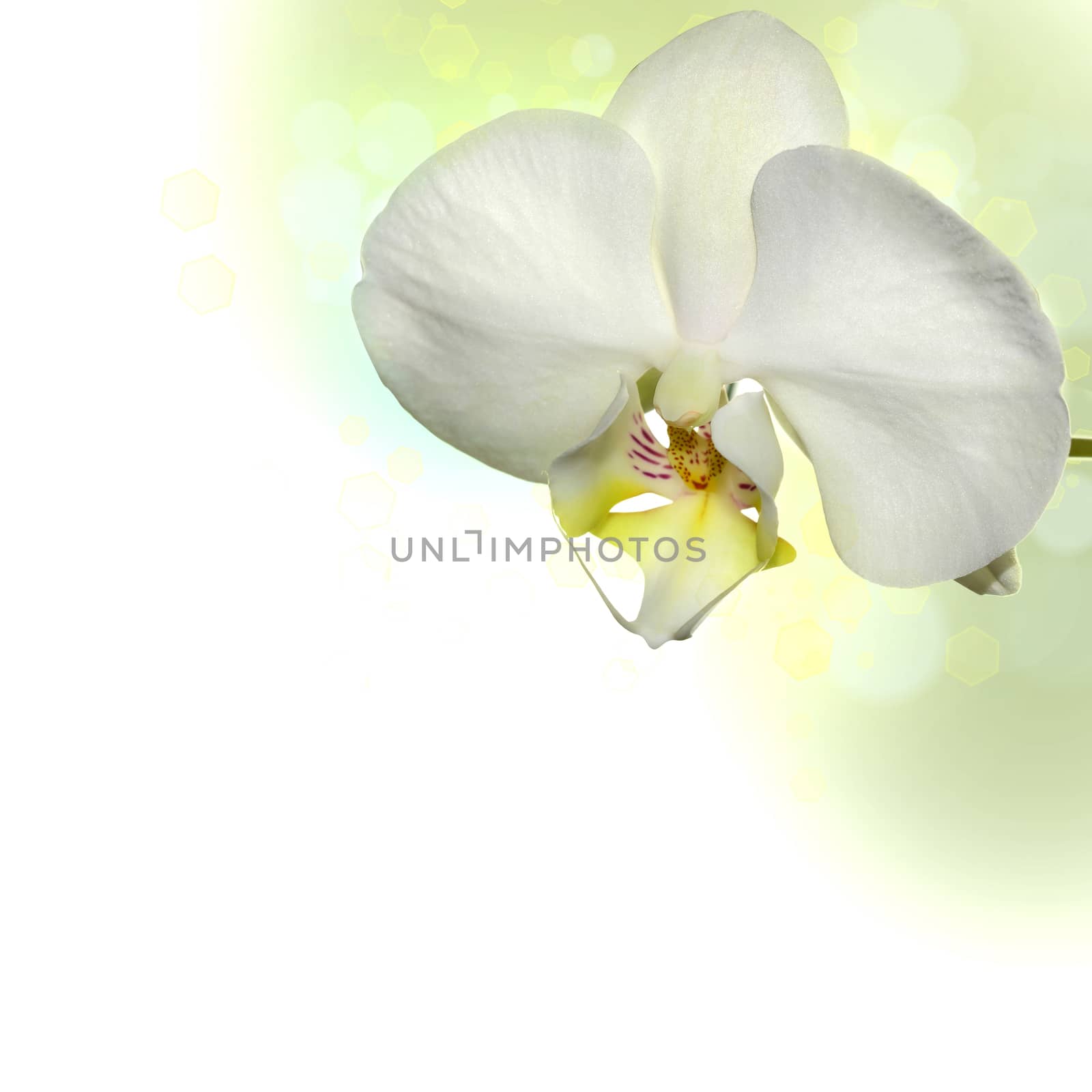 White orchid border by stellar