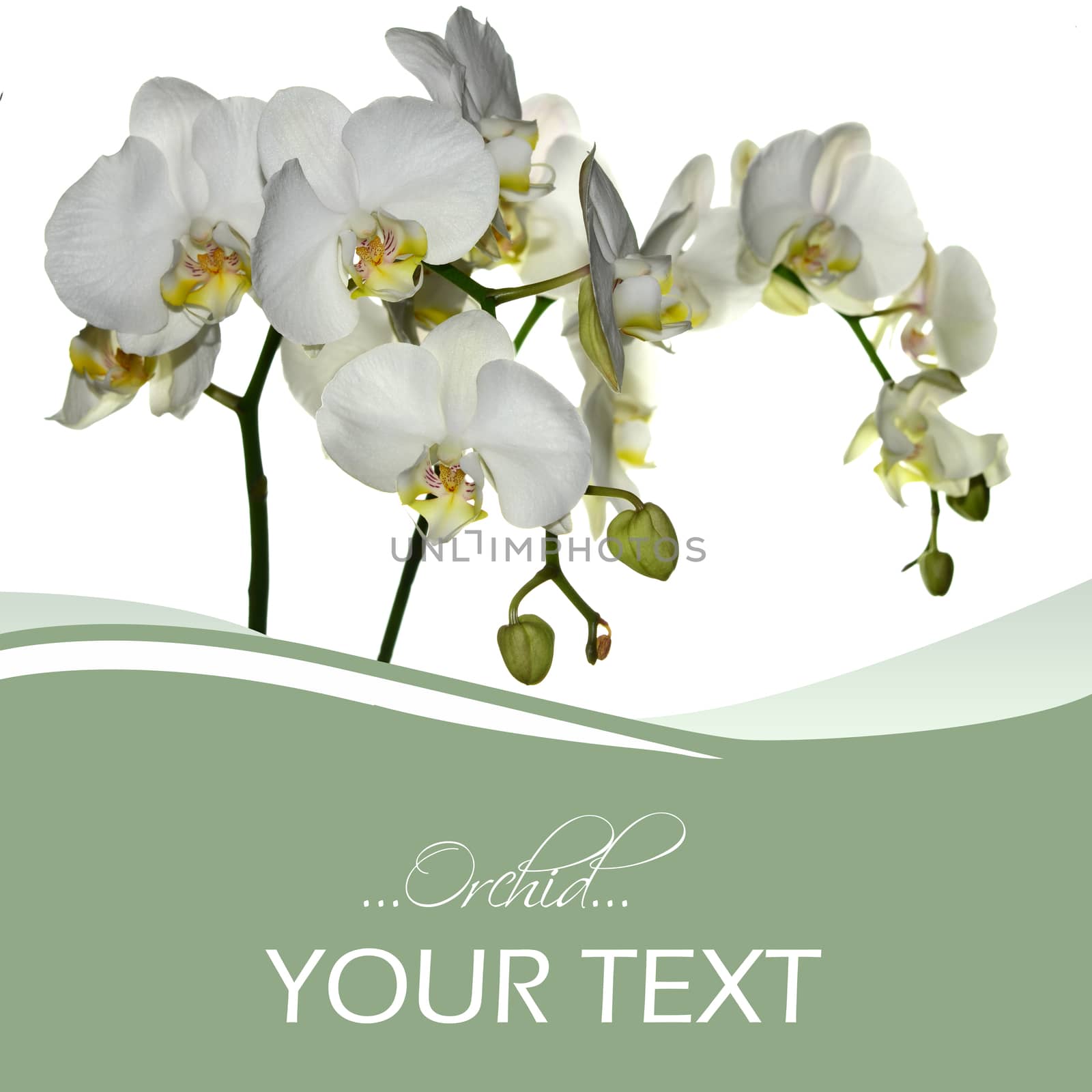 White orchid by stellar