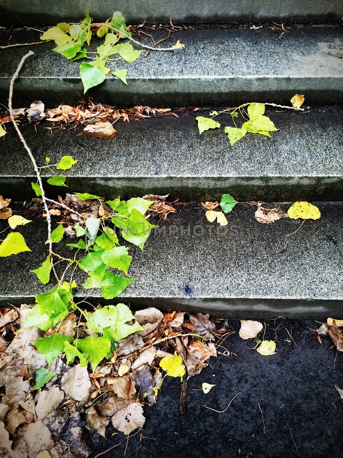 Branches and autumn leaves on stone steps.