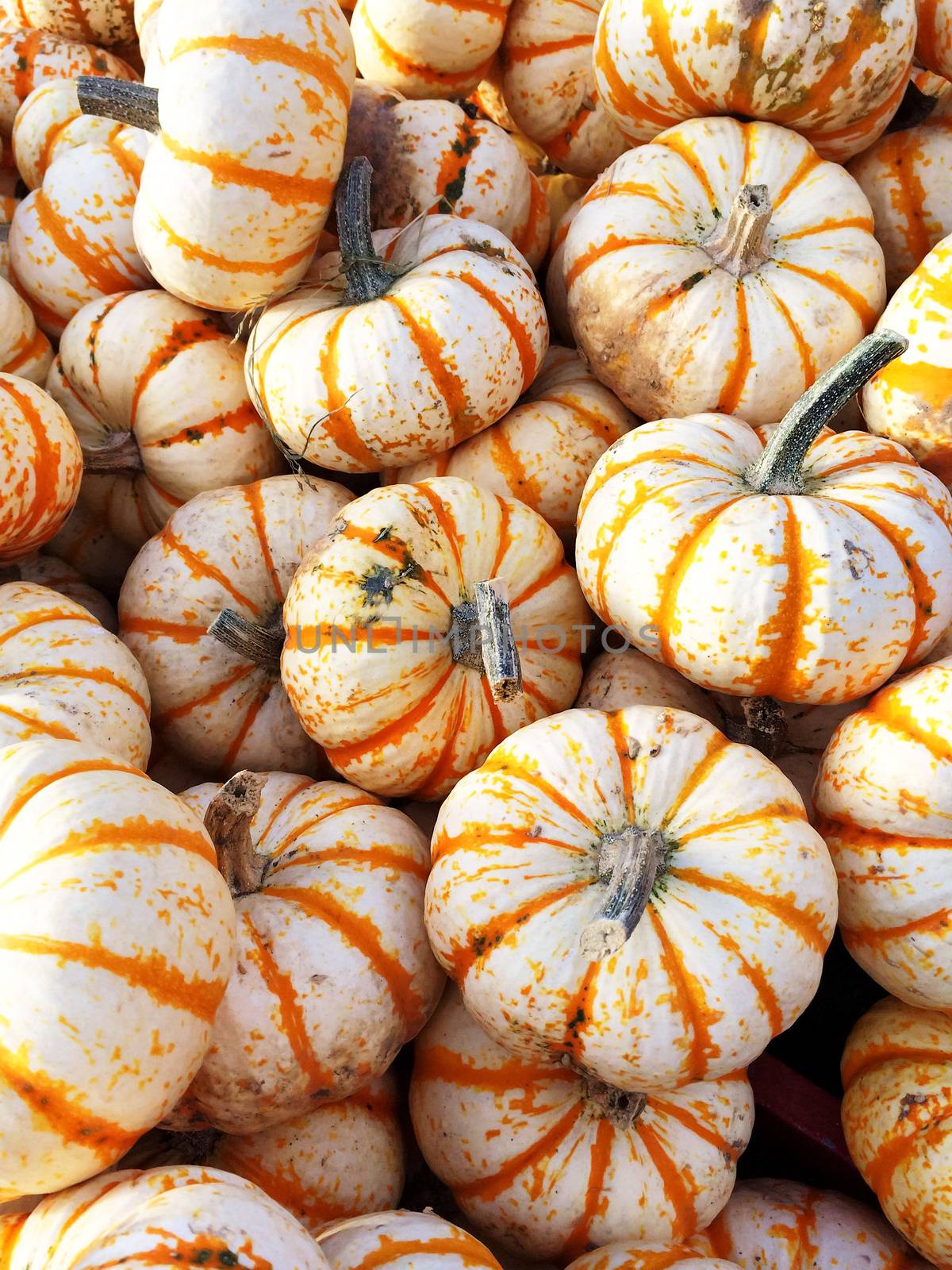 Sweet Dumpling squash at the autumn market.