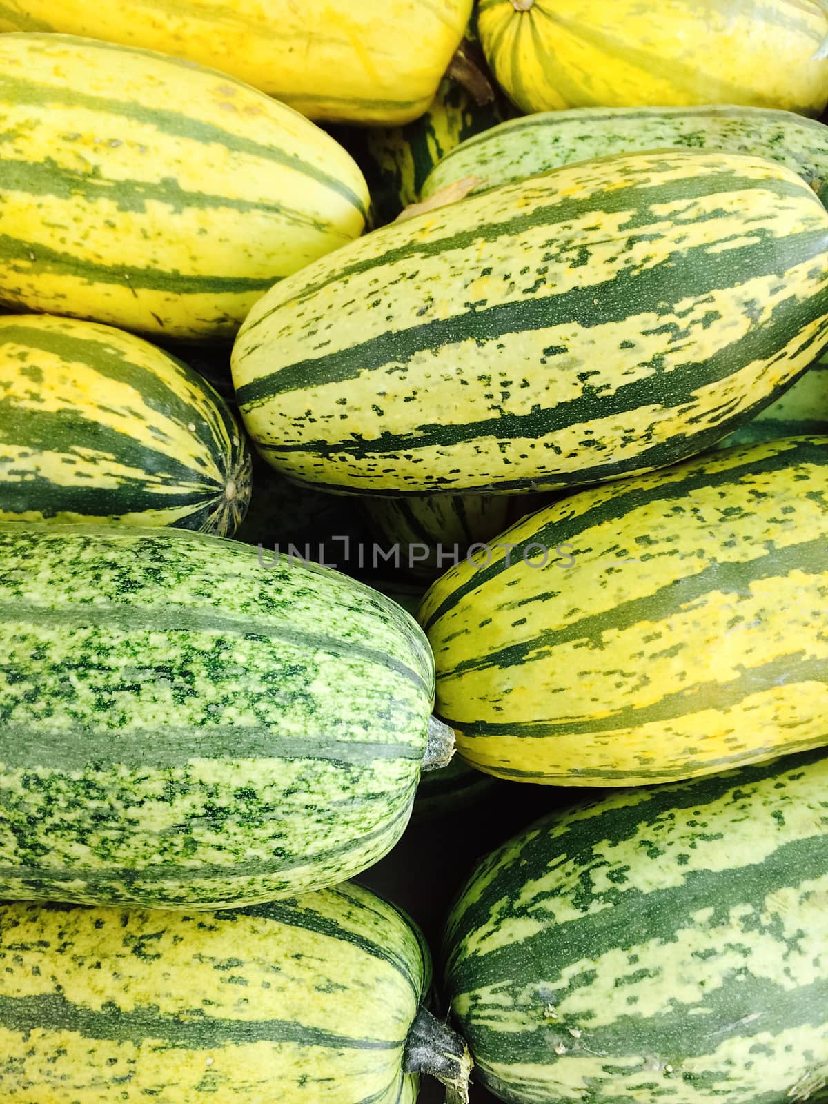 Green Delicata squash at the autumn marketplace.