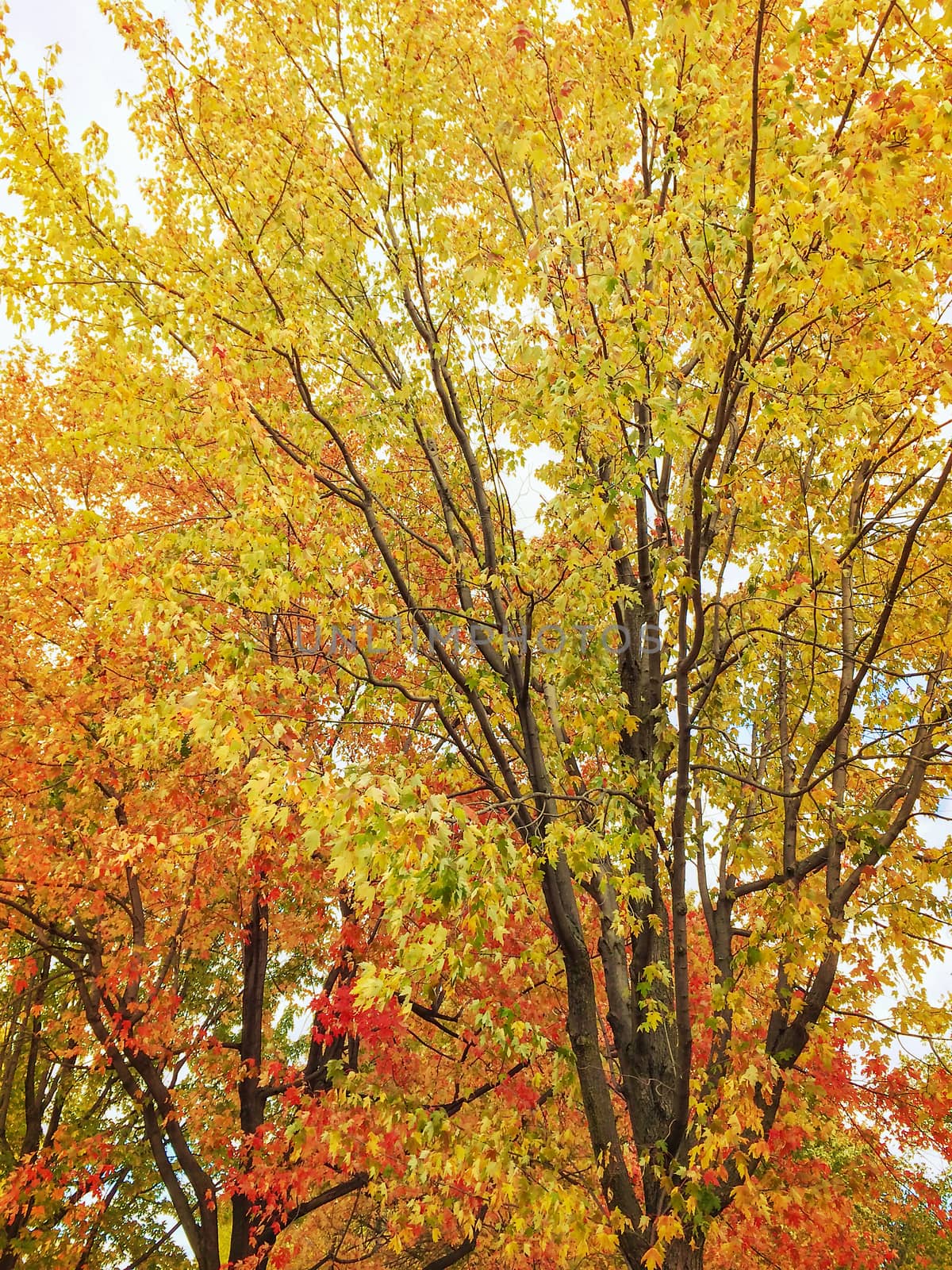 Golden autumn trees. Quebec, Canada.
