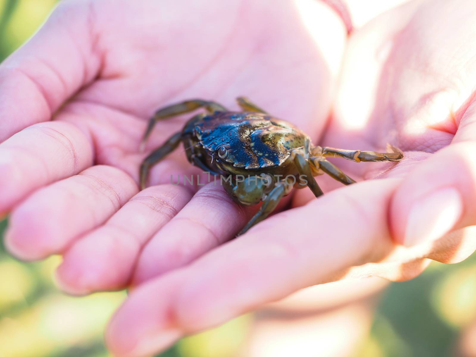 Small green crab in hands away from water by Arvebettum