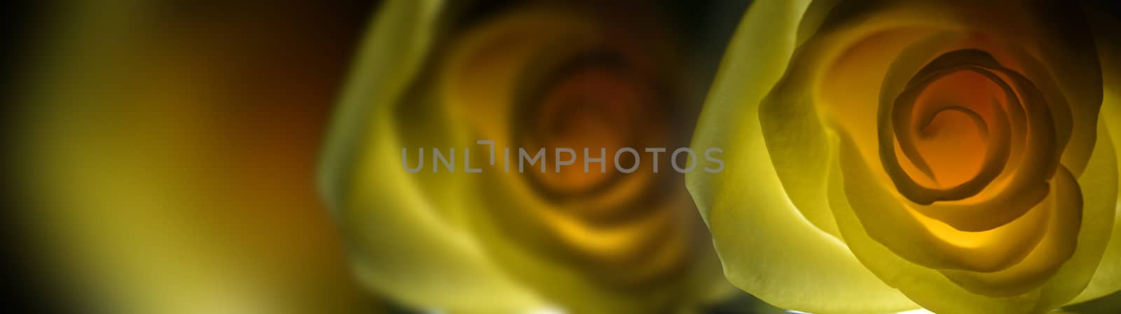 Yellow rose close up over black background