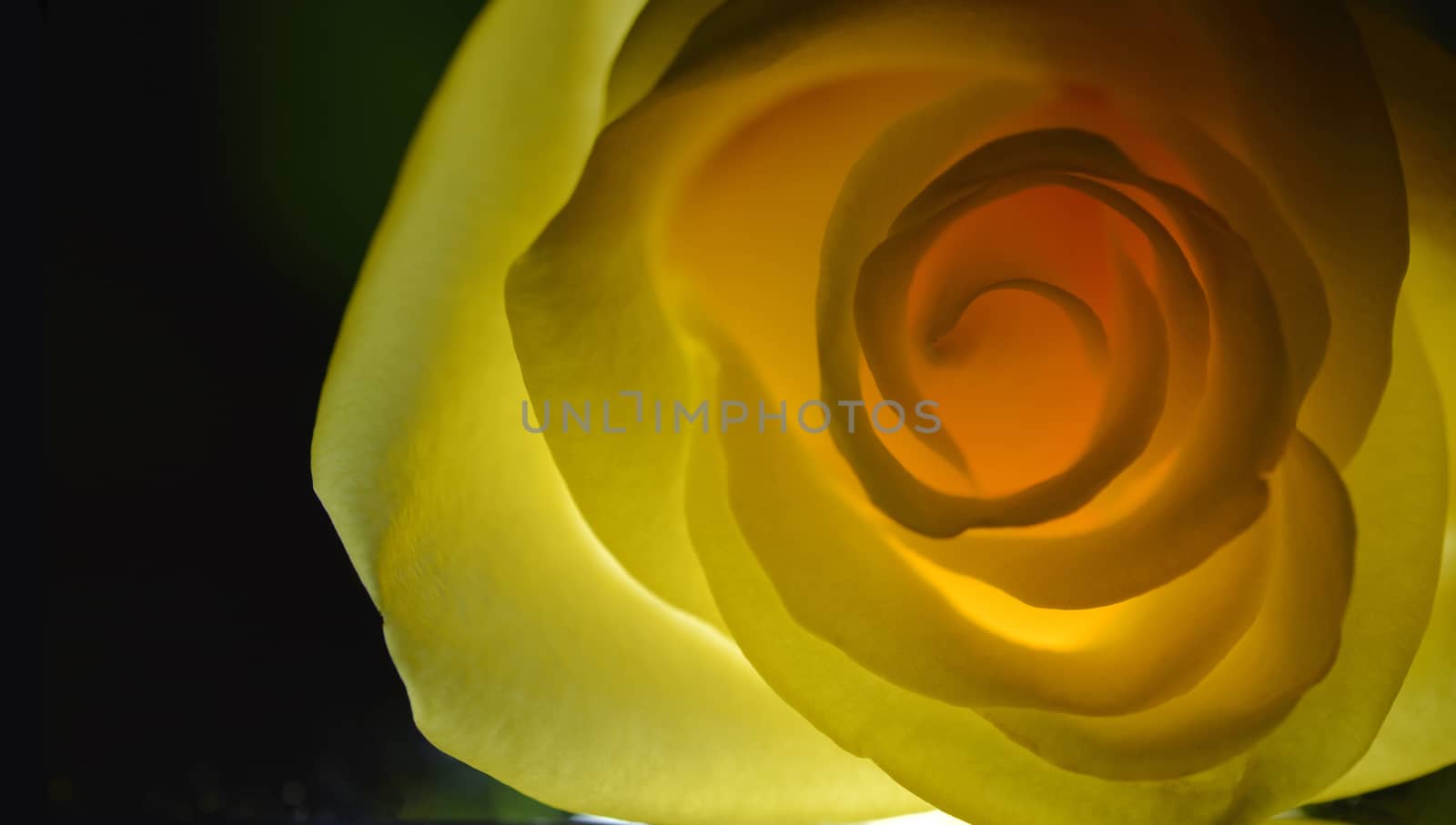 Yellow rose close up over black background