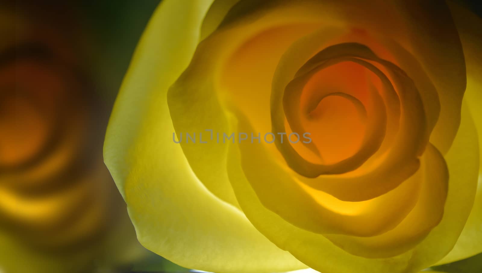 Yellow rose close up over black background