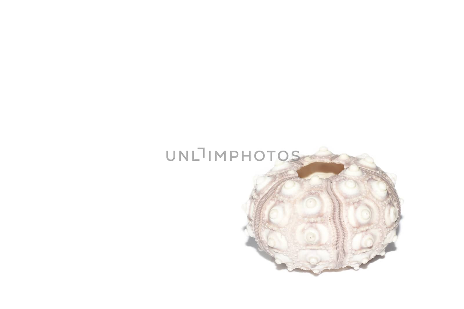 Sea urchin Sputnik isolated on a white background