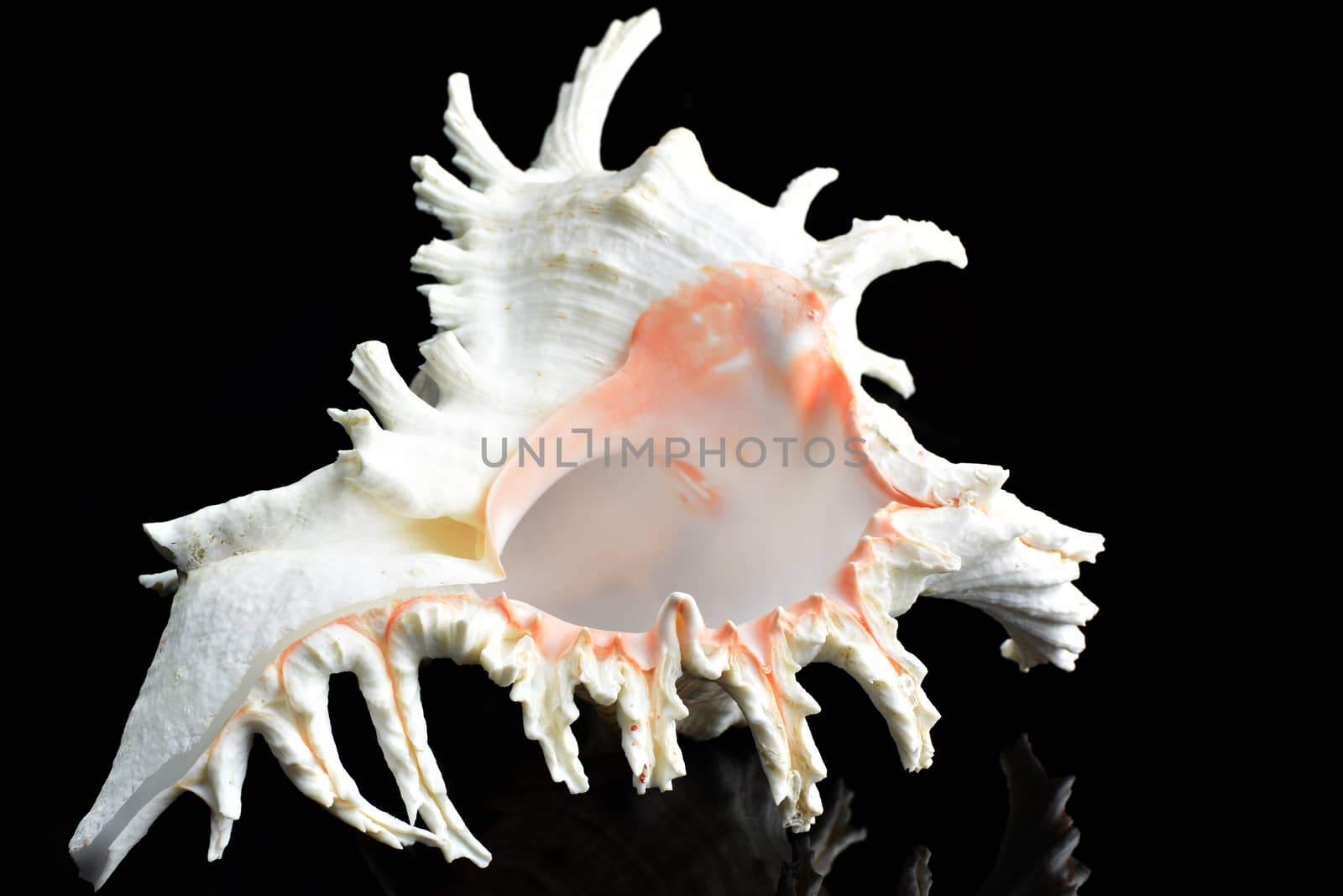 Beautiful seashell Chicoreus ramosus, common name the ramose murex or branched murex