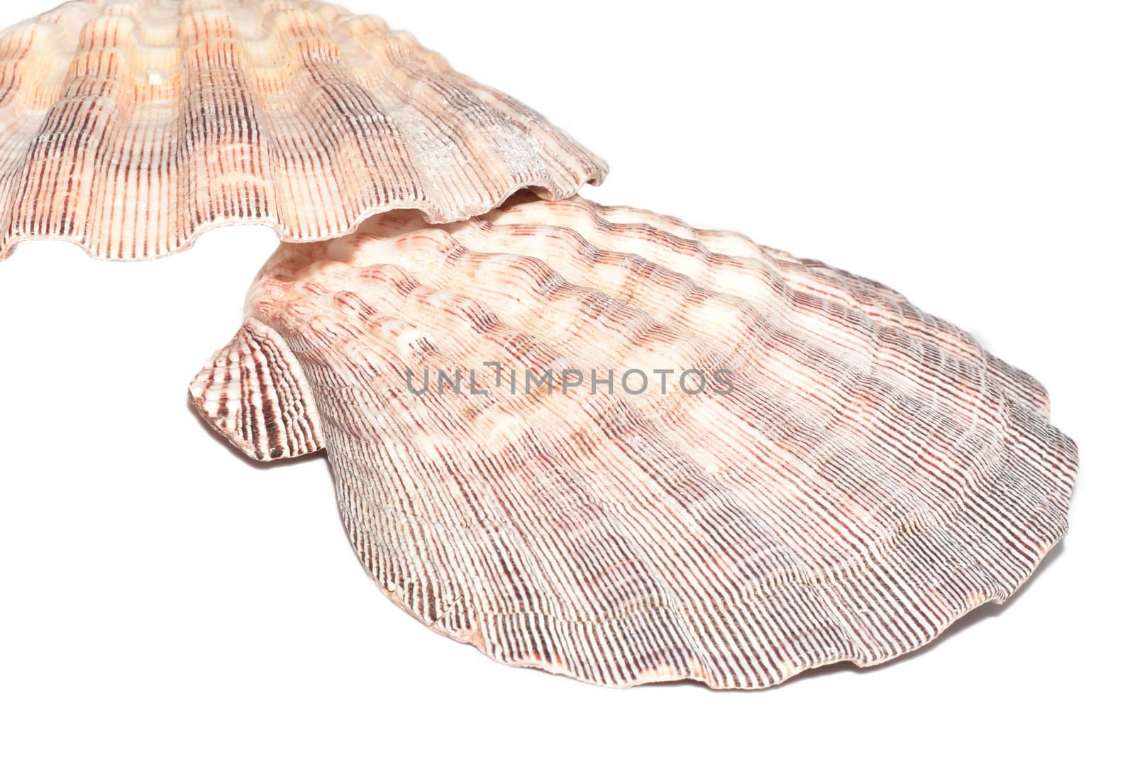 The Marine Mollusca Lyropecten nodosus on a white background