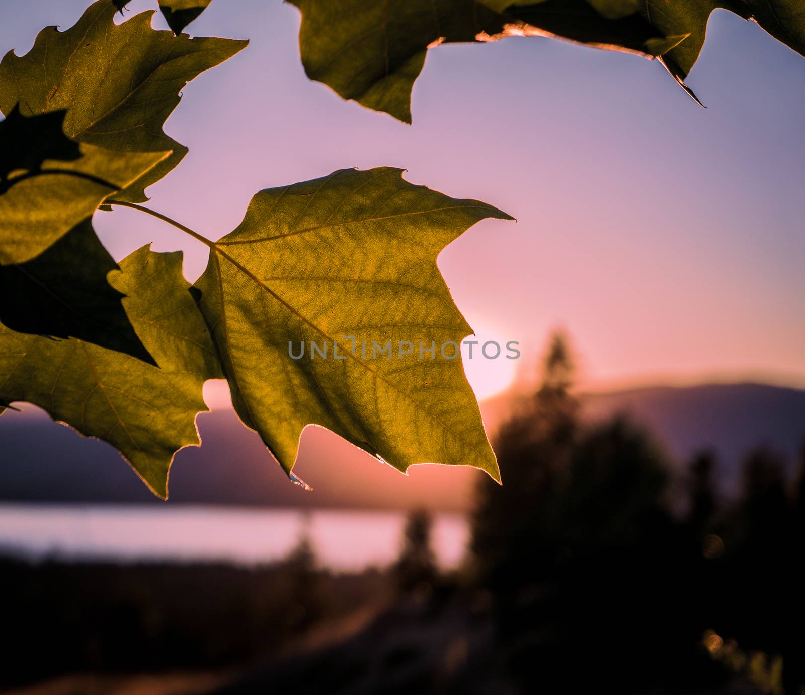 Retro Style Image Of Sunset Over The Oakanagan Lake In Kelowna, Canada