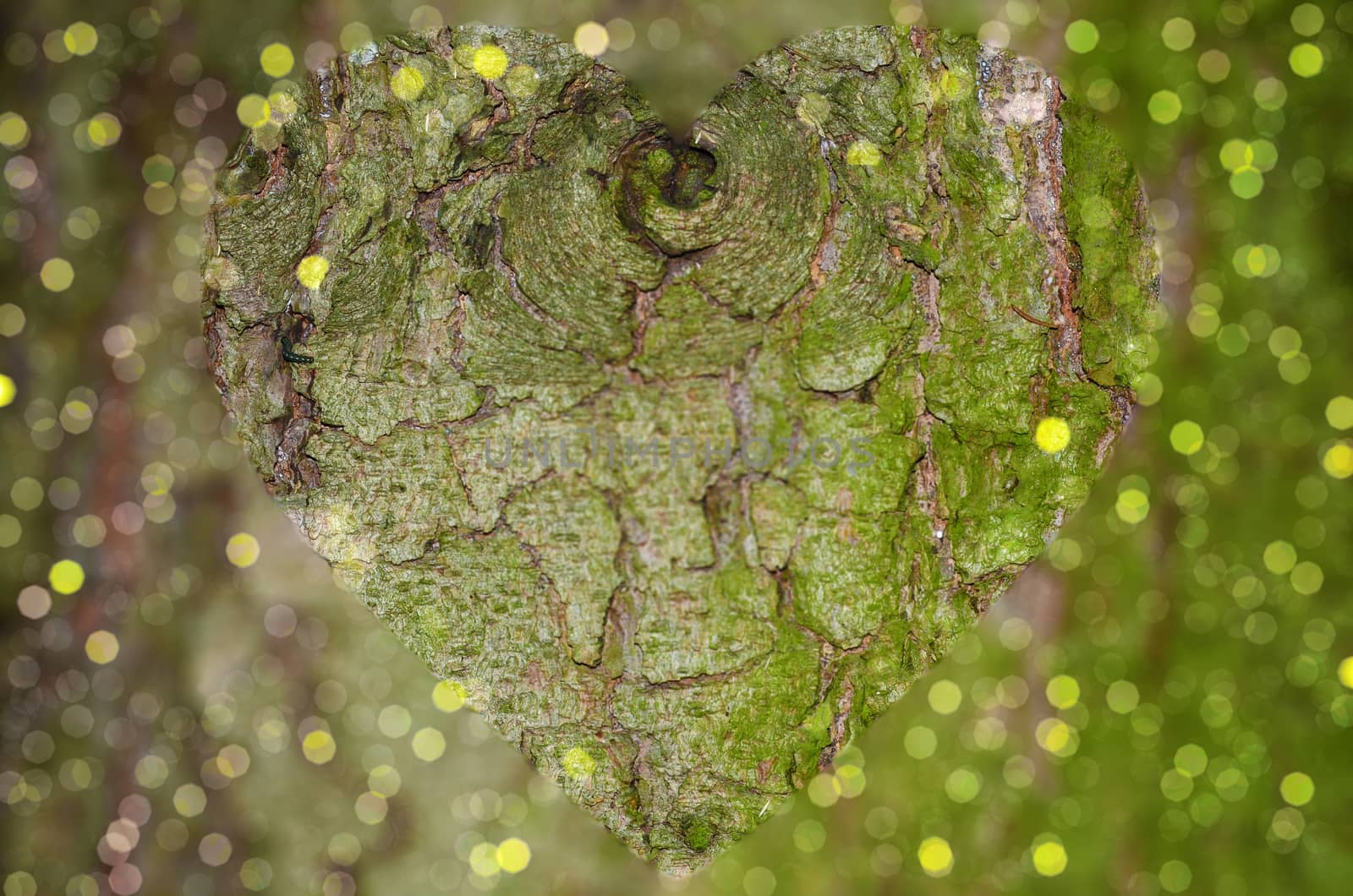 Tree bark closeup with clear heart shape by stellar