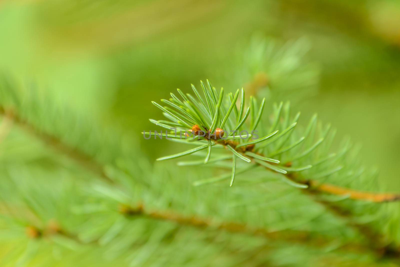 Closeup photograph of a white spruce branch.