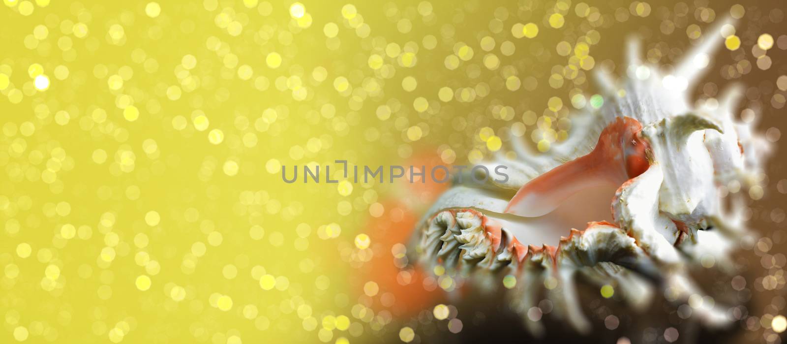 Seashell Chicoreus ramosus on sparkling bokeh background by stellar
