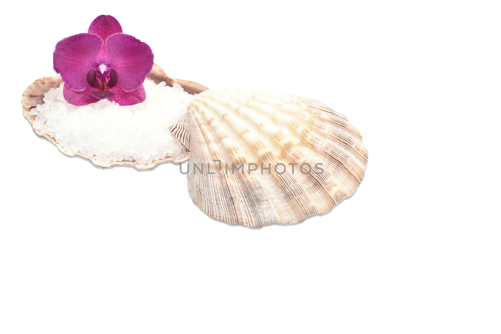 Orchid on a seashell with sea salt,spa decor
