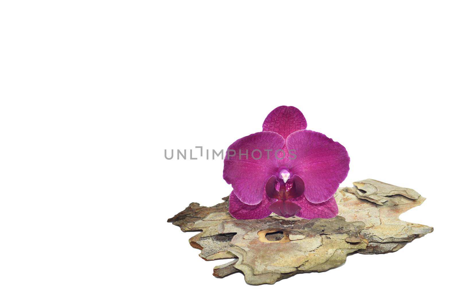 Pink orchid on a tree bark by stellar