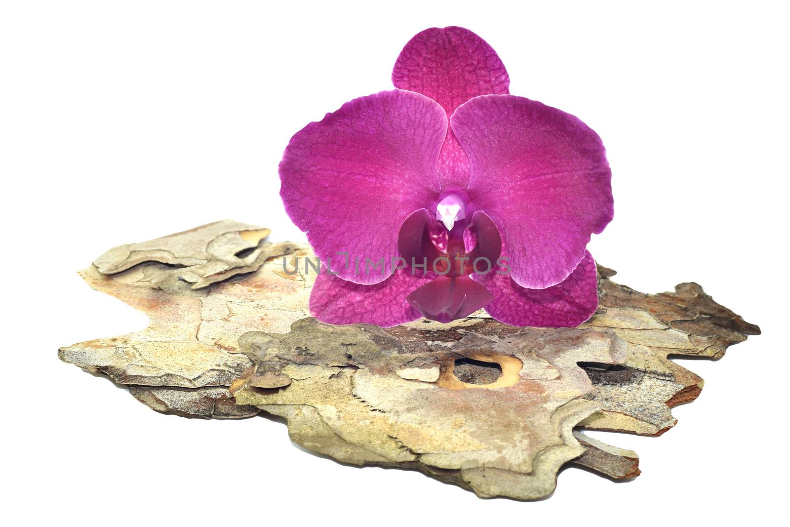 Pink orchid on a tree bark isolated on a white background