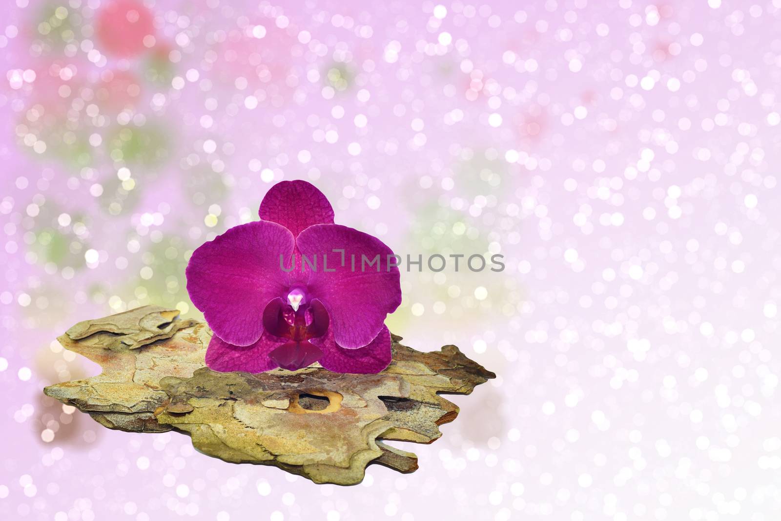 Pink orchid and a tree bark on a sparkling bokeh background by stellar
