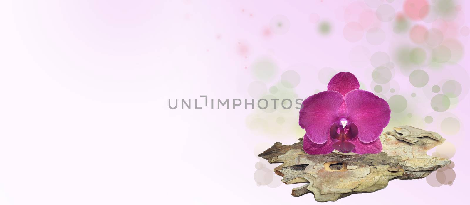 Pink orchid on a tree bark ,spa decor