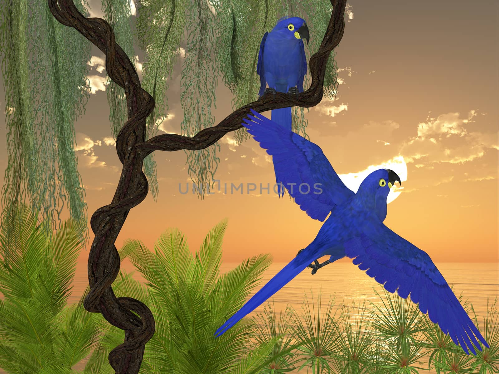 Hyacinth Macaws by Catmando