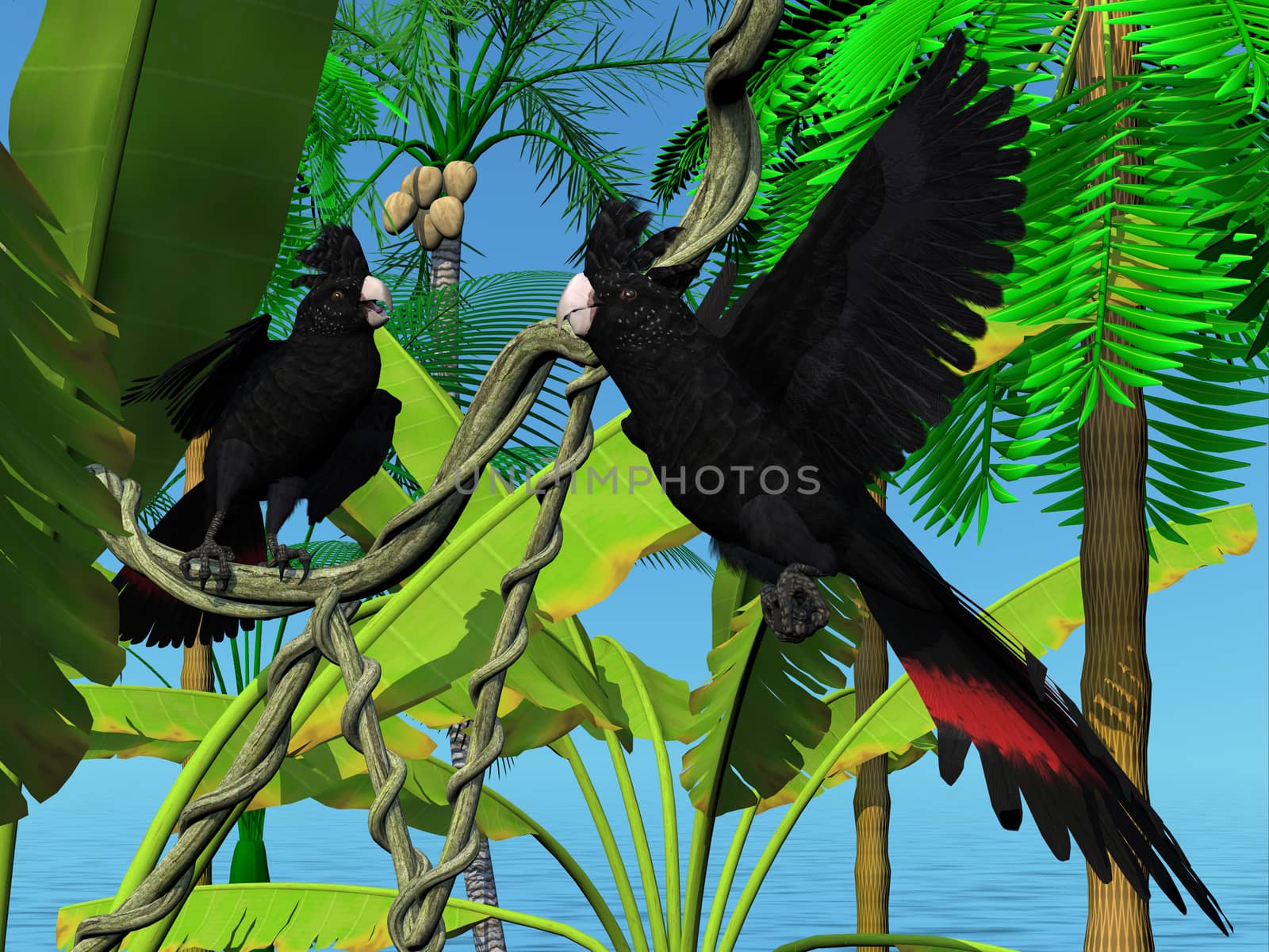 Red-tailed Black Cockatoos by Catmando