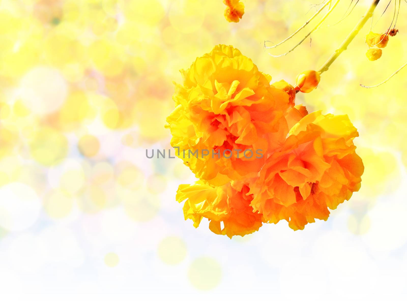 Yellow silk cotton tree flowers on blur and bokeh background