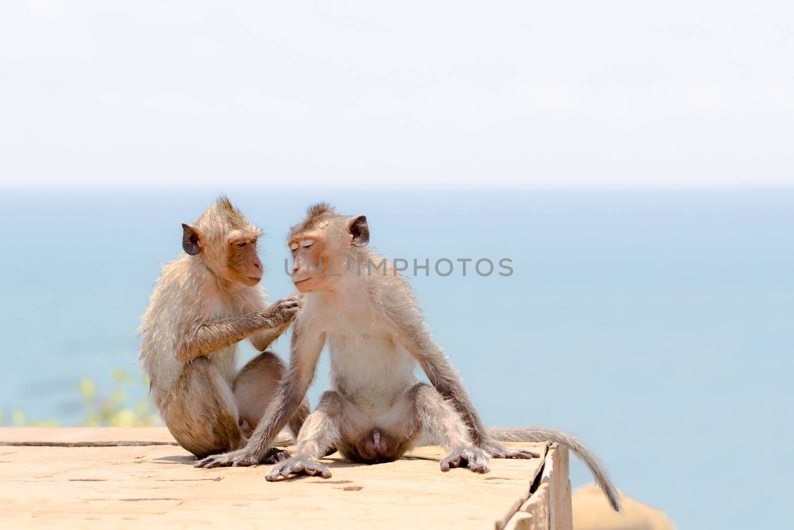 Couple of cute monkey in seaside