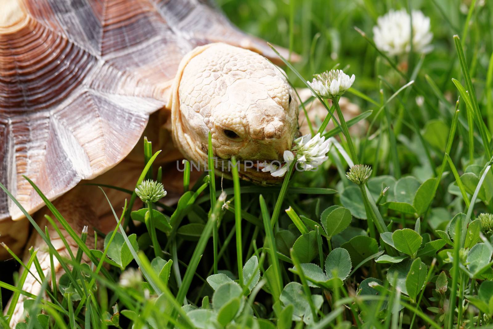 Cute turtle crawling on the green grass