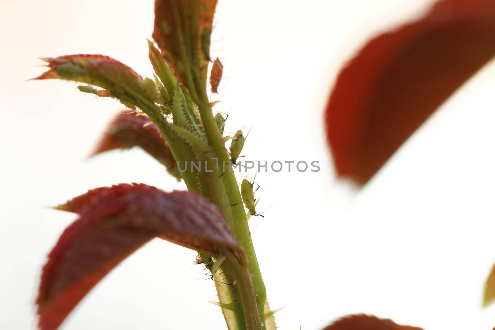 Photo of the small green aphid in the rose