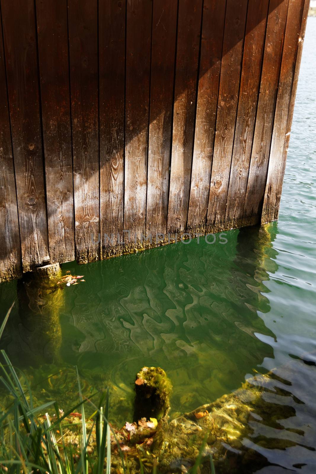 Close up photo of a lakeshore and the green water