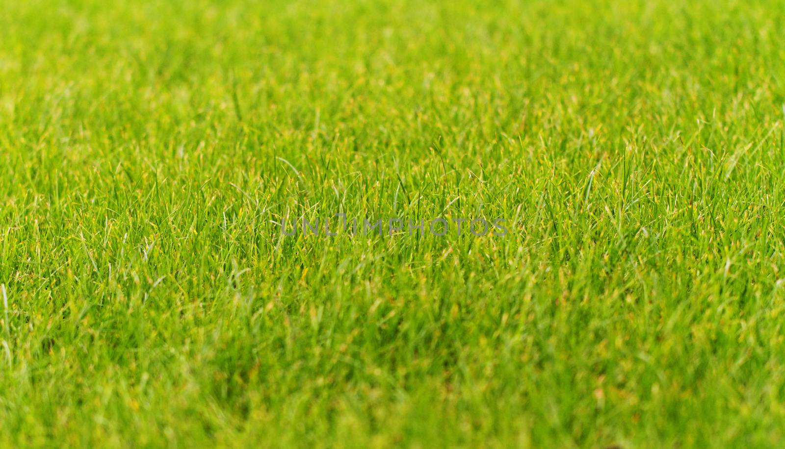 Close up photo of the green grass in the park