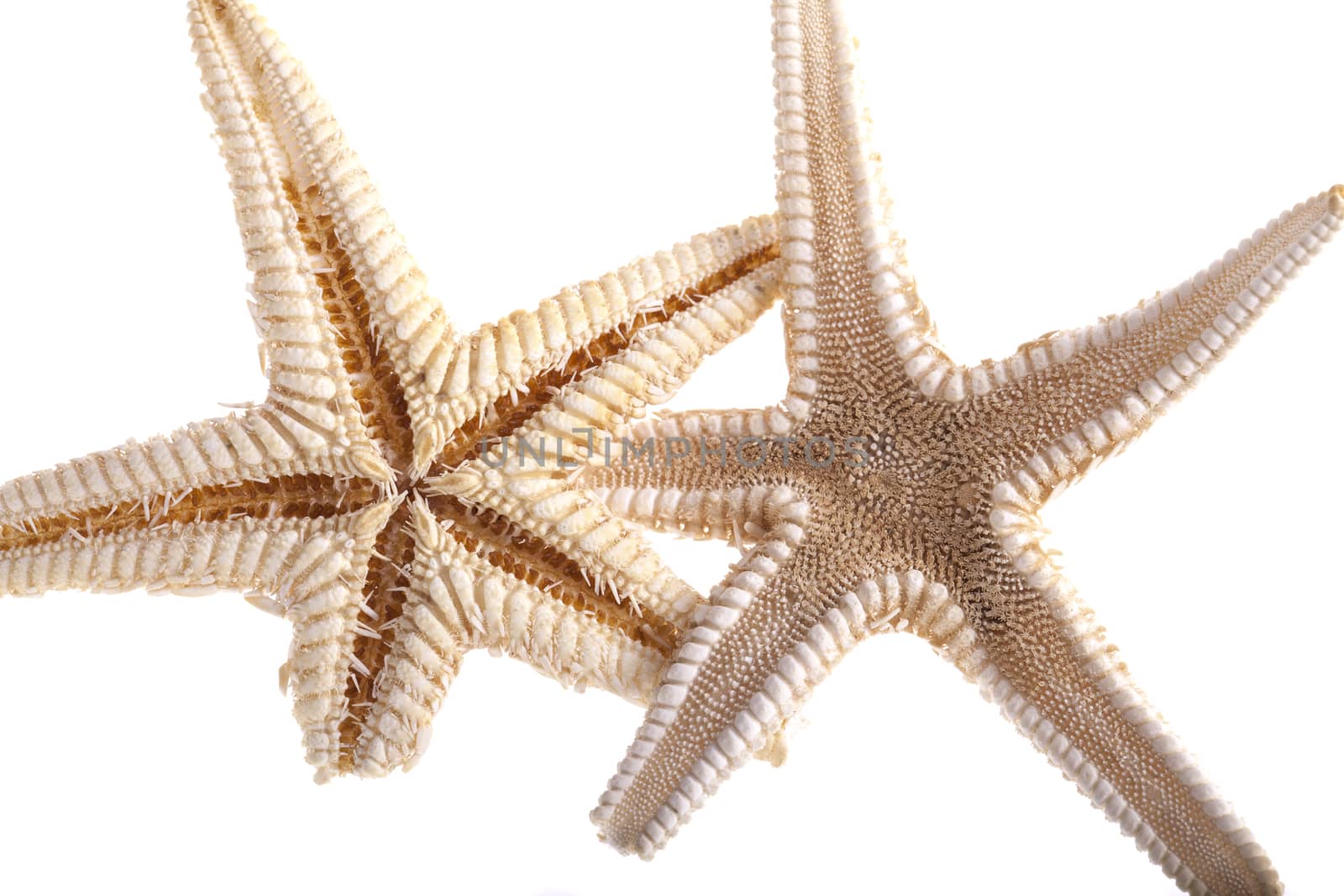 dry starfish isolated on white background by mychadre77