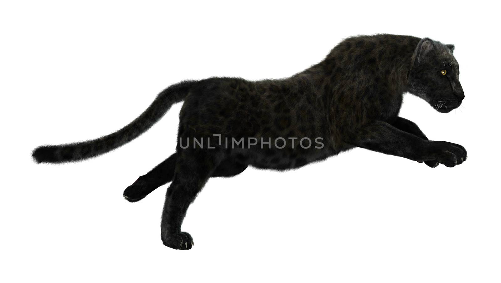 3D digital render of a big cat jaguar hunting iisolated on white background